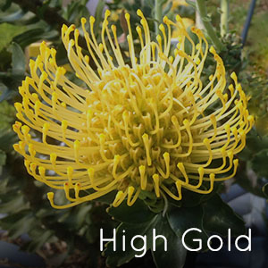 Photo of High Gold pincushion